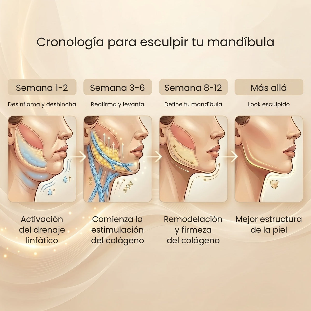 Cronología para esculpir tu mandíbula